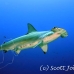 shark_hammerhead_scalloped_dar_h_0243_ecu1028.jpg